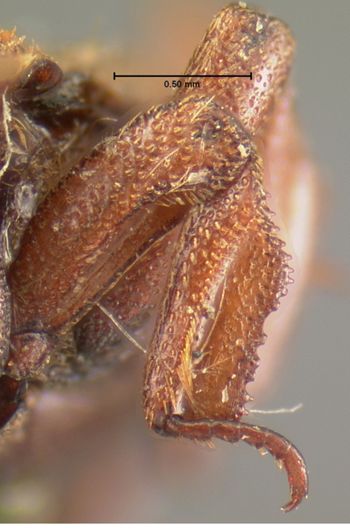 Media type: image;   Entomology 6901 Aspect: front tibia